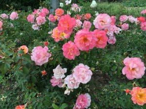 roses dans le jardin