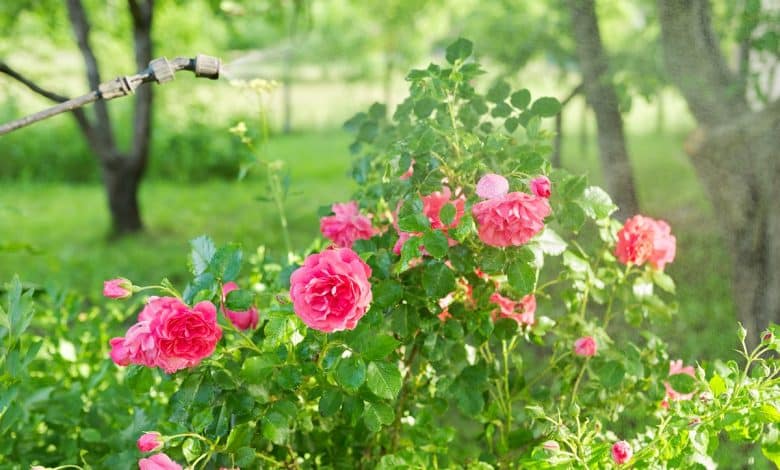 rosier en fleurs