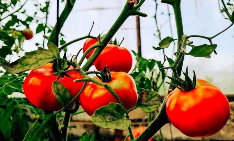 Tomates juteuses