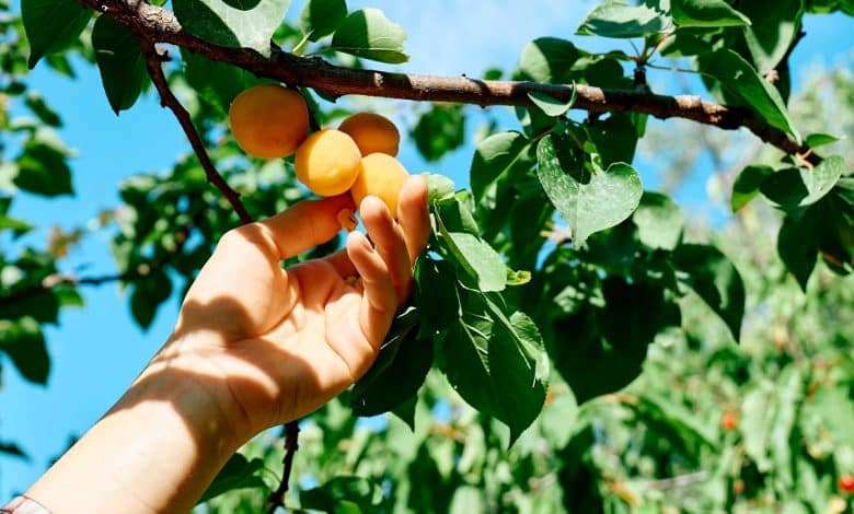 Abricotier avec fruits