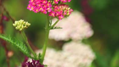 Achillée en fleurs