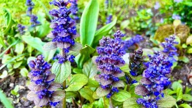 Ajuga reptans dans le jardin