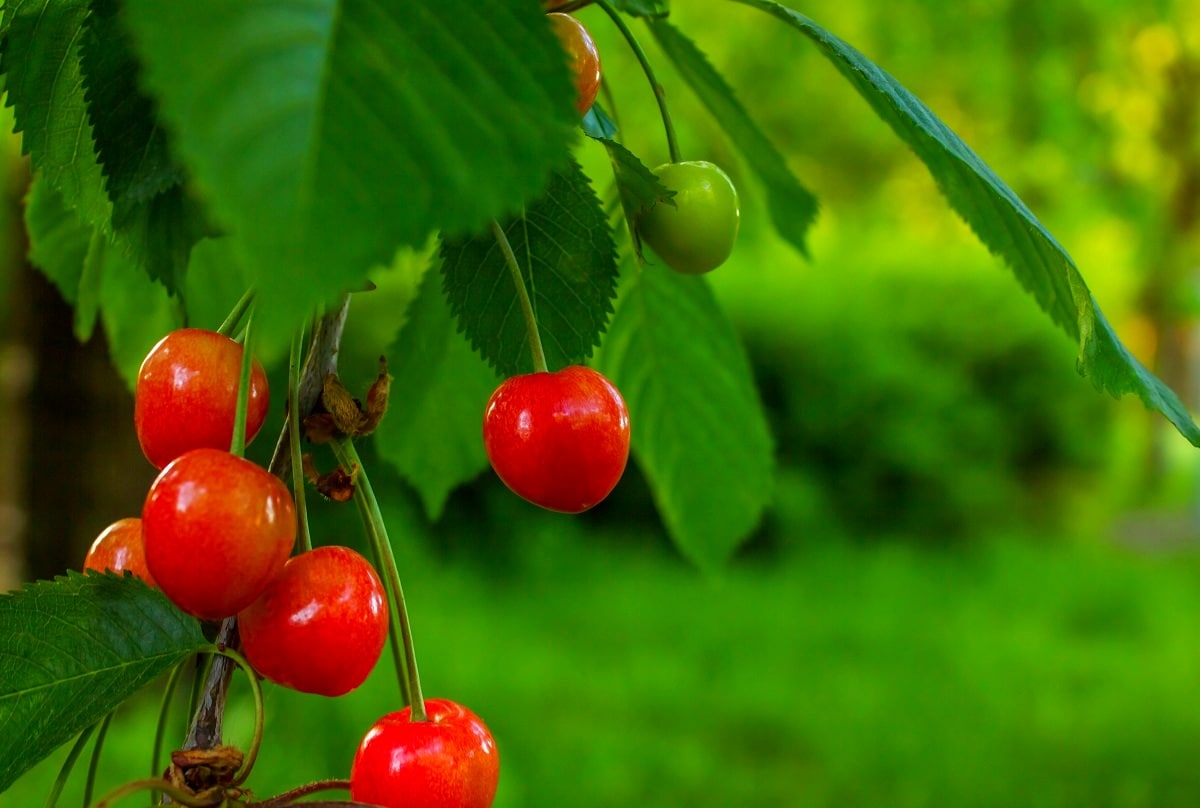 Comment faire pousser un cerisier à partir de noyaux de cerises?🍒 How to  grow a cherry tree? 