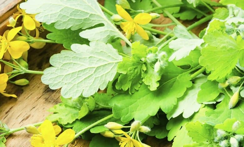 Chélidoine arrachée