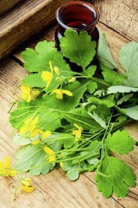 Chélidoine herbe médicinale