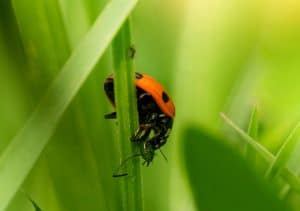 Coccinelle sur une feuille verte