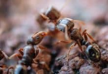 Colonie de fourmis