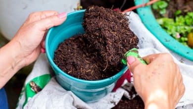 Compost dans un pot