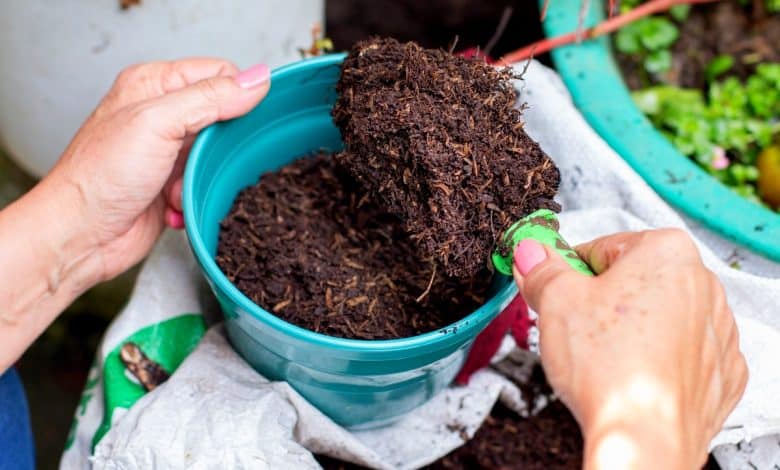 Compost dans un pot