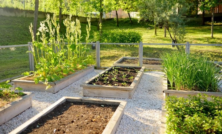 Diverses plantes dans un potager