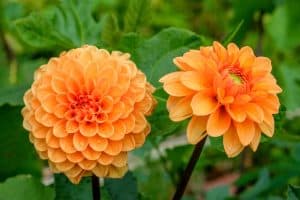 Dahlia orange au jardin