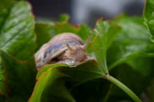 Escargot sur une feuille verte