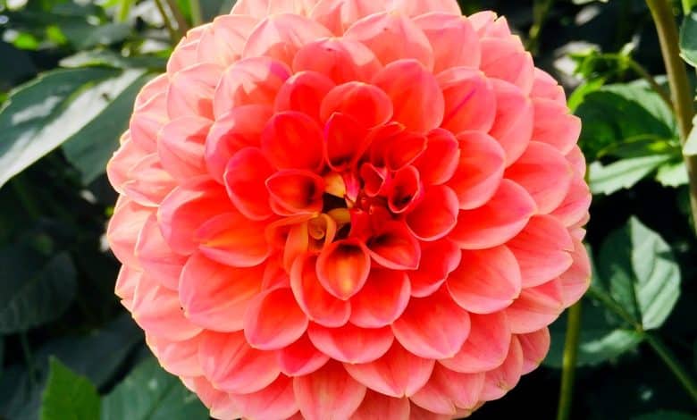 Belle fleur de dahlia
