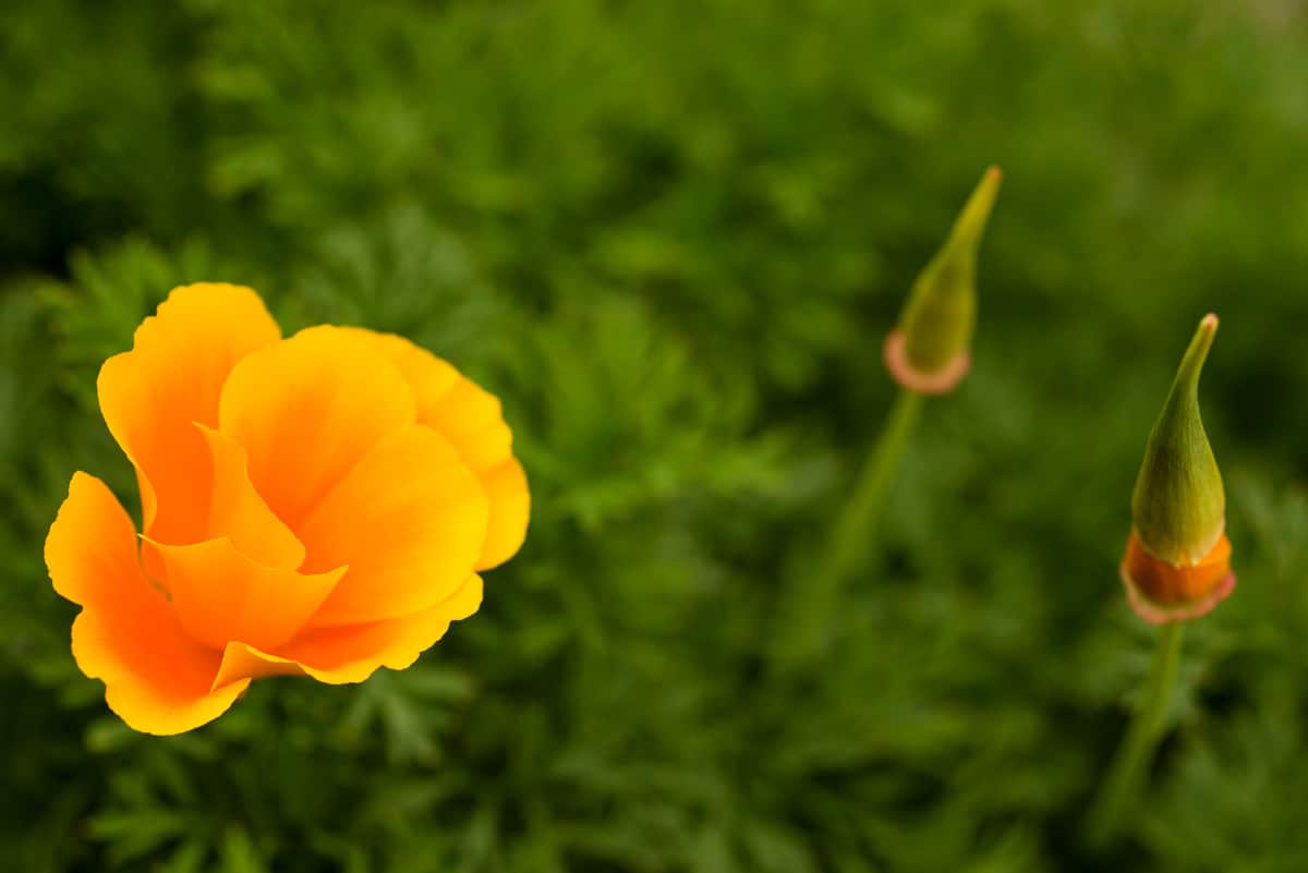 Fleur de pavot de california