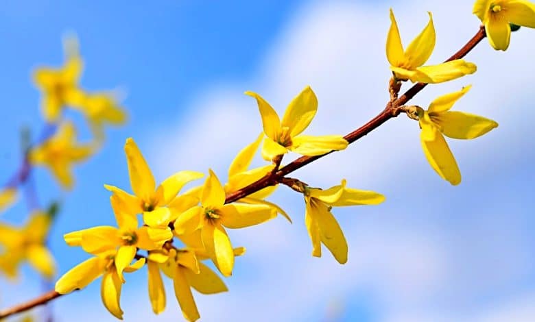 Fleurs de Forsythia