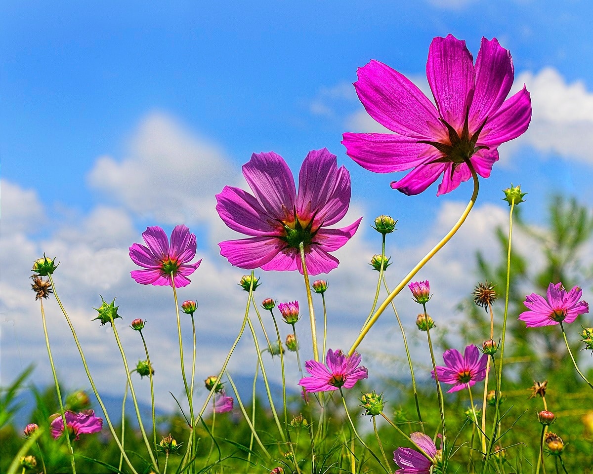 Fleurs de cosmos rose