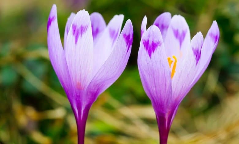 Fleurs de crocus pourpres