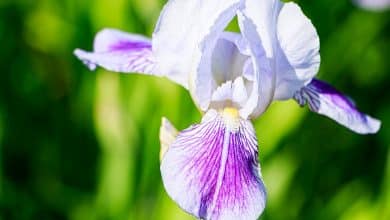 Une belle fleur d'iris