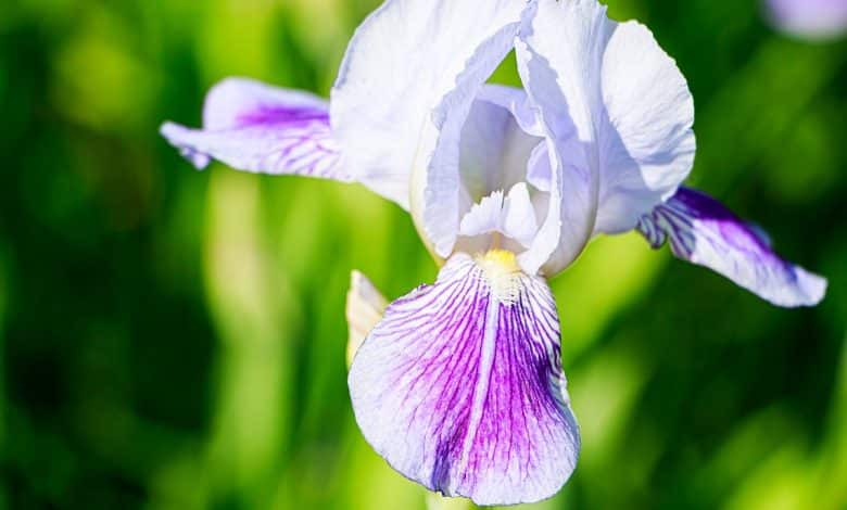 Une belle fleur d'iris