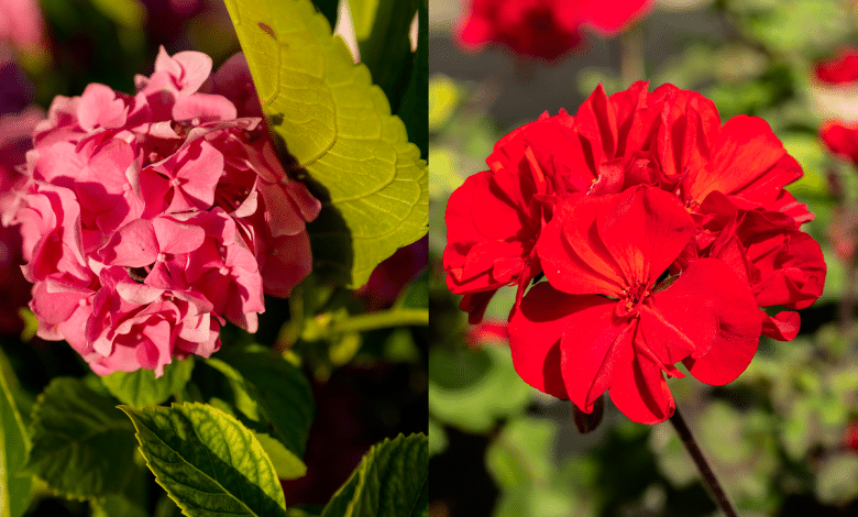 Fleur d'hortensia et géranium
