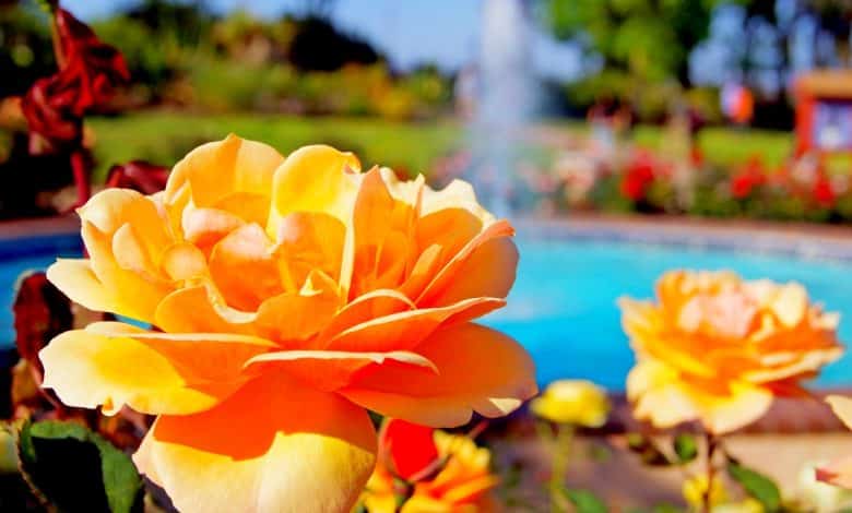 Gros plan d'une rose