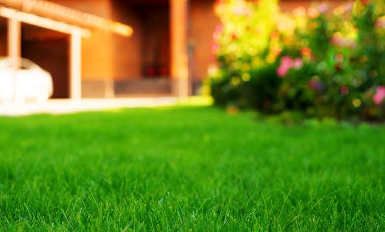 Herbe verte bien tondue