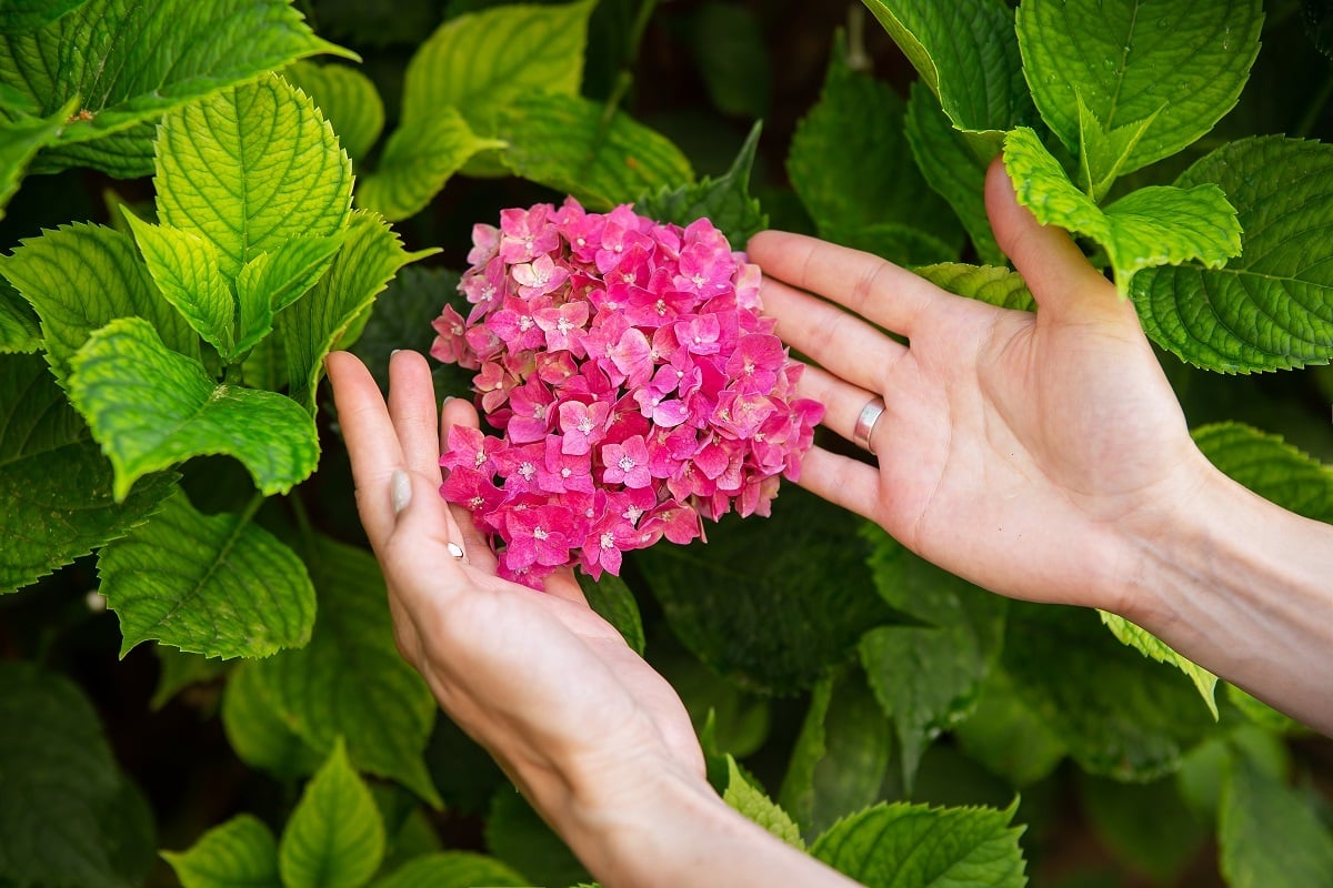 Fleur d'hortensia de couleur rose vif