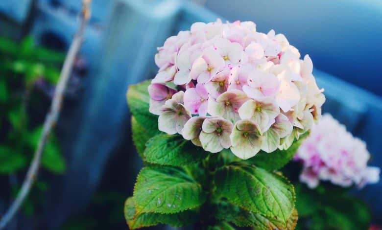 Hortensia aux feuilles jaunissant