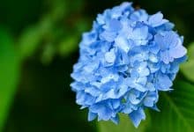 Hortensia bleu en fleurs