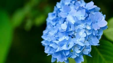 Hortensia bleu en fleurs