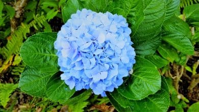 Hortensias bleu