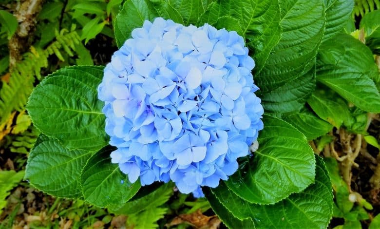 Hortensias bleu