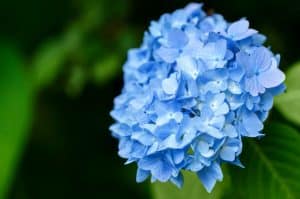 Fleurs d'hortensias bleu