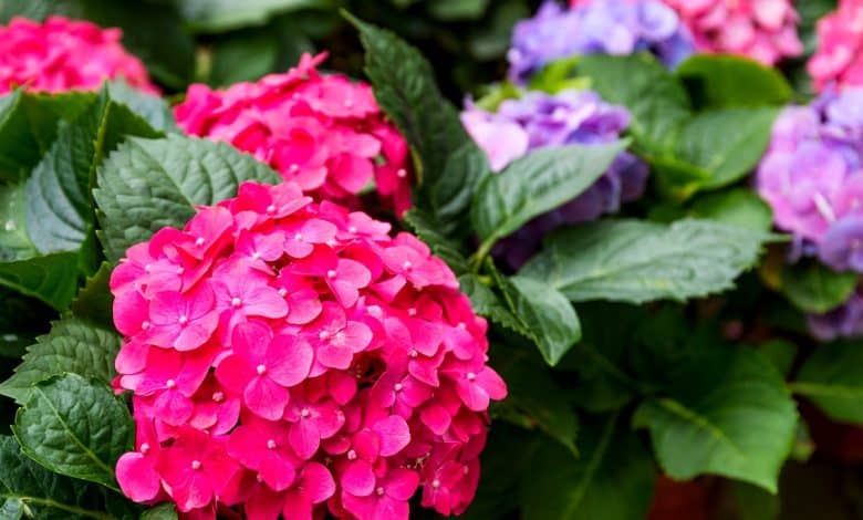 Une belle fleur d'hortensia rose