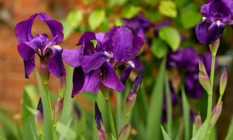 Iris violets