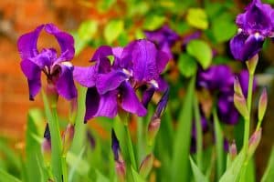 Iris violet