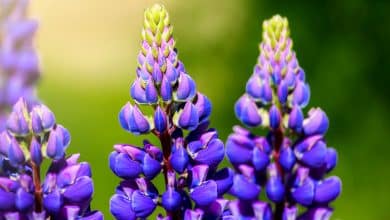 Lupin violet au jardin