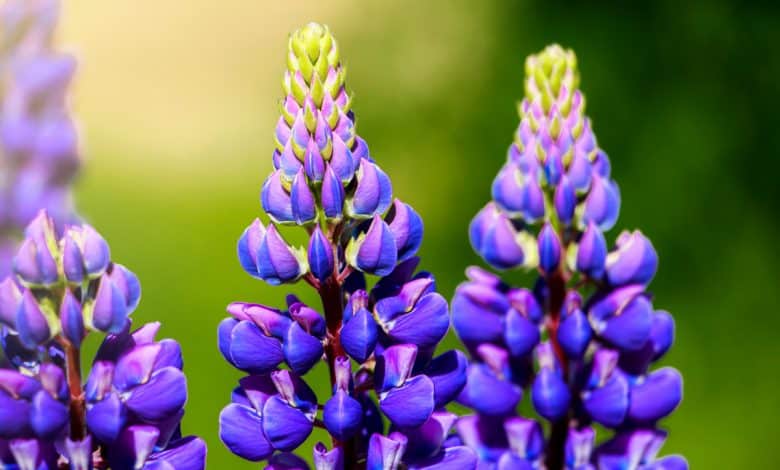 Lupin violet au jardin