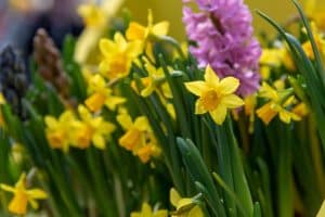 Fleurs de narcisse jaune