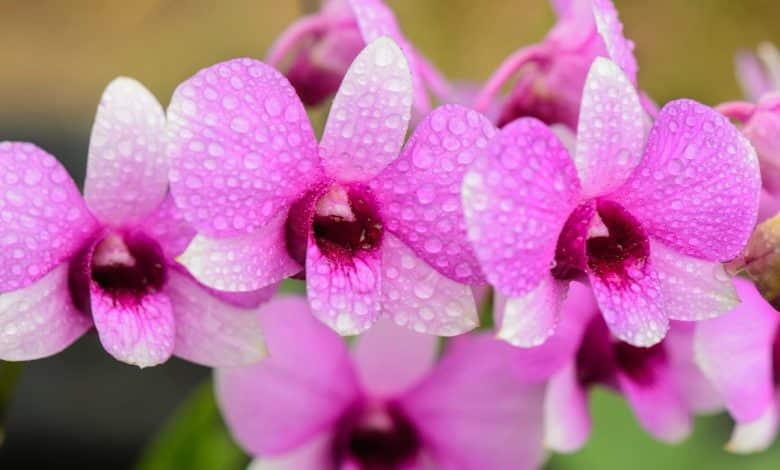 Orchidée mouillée