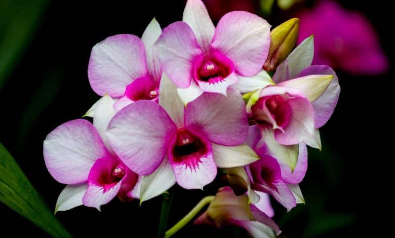 Orchidée de couleur rose et blanc