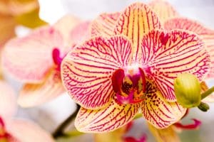 Orchidées en pleine floraison