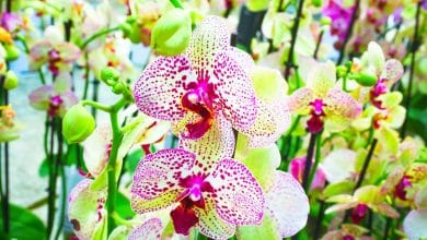 Beaucoup d'orchidées fleurissant