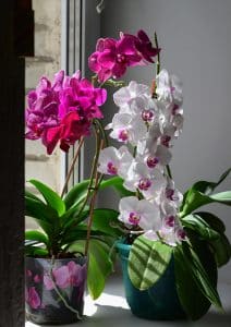 Orchidées en pot devant la fenêtre