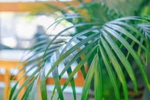 Palmier avec de grandes vertes