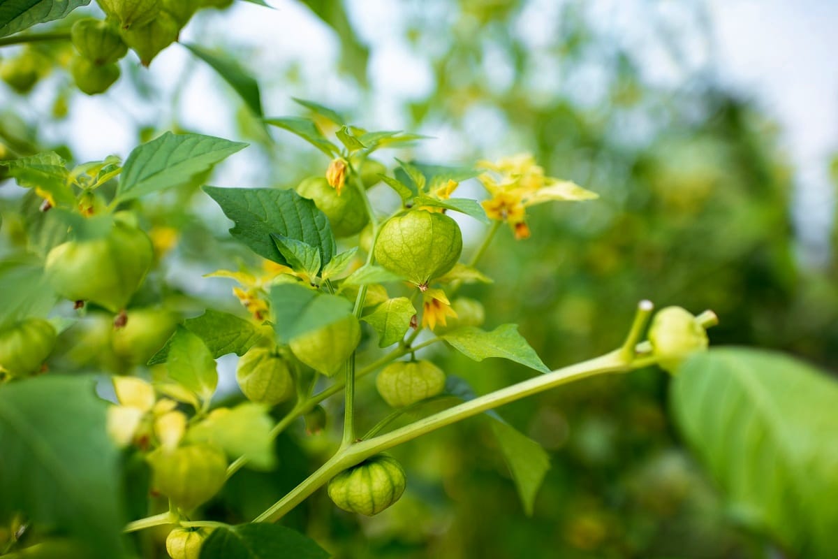 Physalis