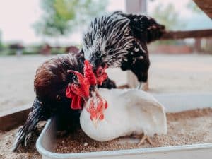 Poules qui se battent