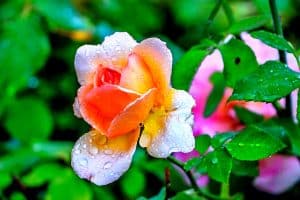 Rose hydratée par la pluie