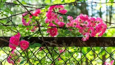 Roses grimpantes enroulées autour d'une clôture