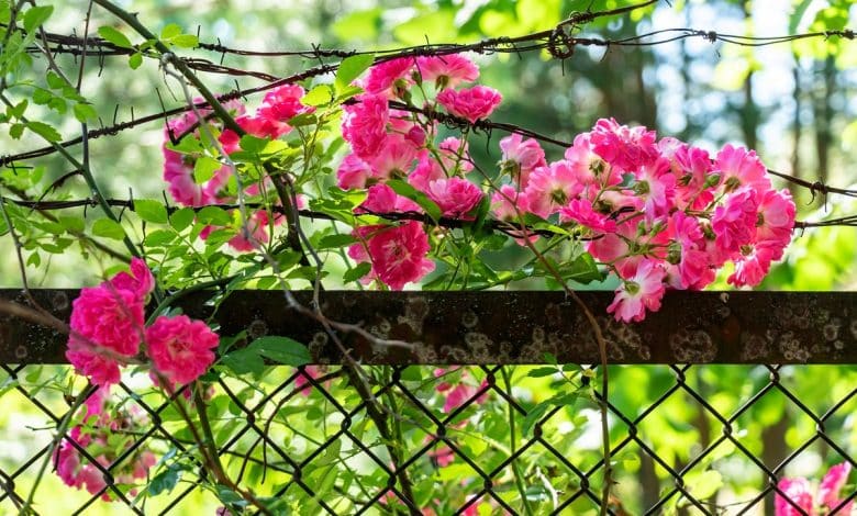 Roses grimpantes enroulées autour d'une clôture